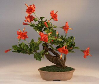 Chinese hibiscus, rose-of-China, Hawaiian hibiscus,shoe flower,rosa sinensis variegata
